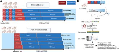 Ischemic preconditioning affects phosphosites and accentuates myocardial stunning while reducing infarction size in rats